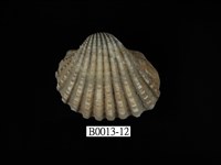 藏品(血蚶)的圖片